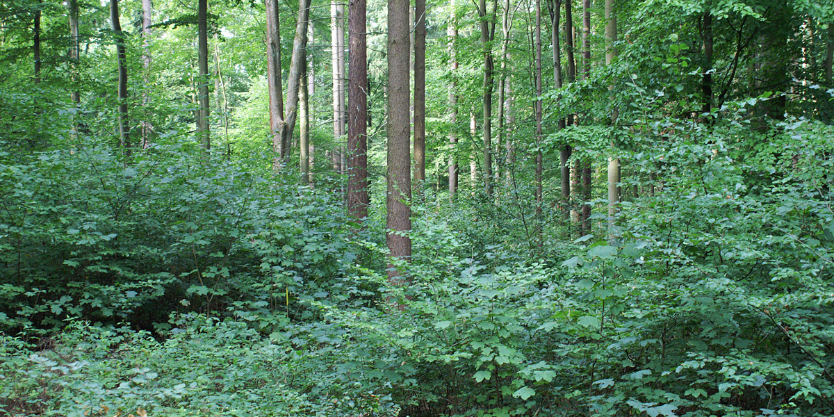 grüner Mischwald