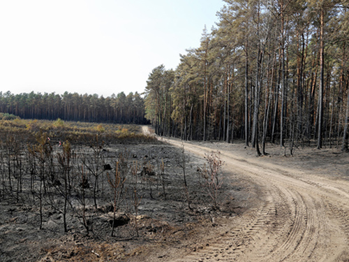 Abgebrannte Waldfläche mit fehlender Bodenvegetation und schwarzen Kiefernresten, © LFB