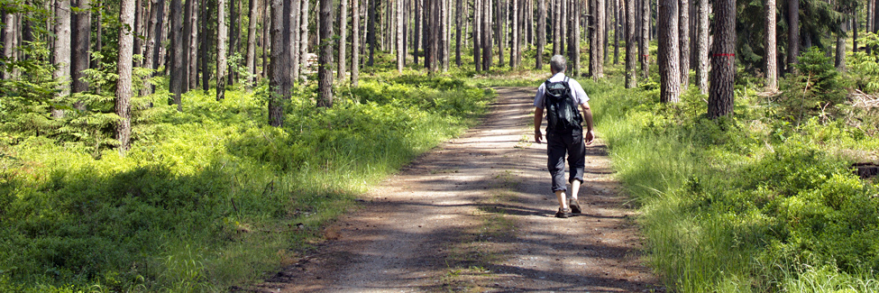 Wanderer läuft auf einem Forstweg durch Kiefernwald