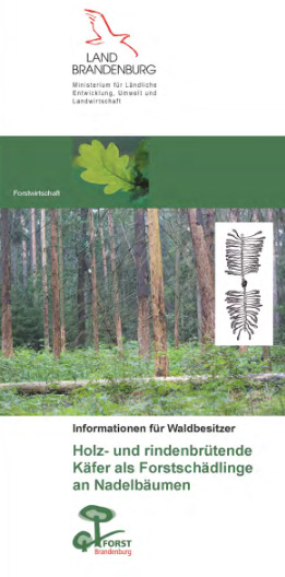 Bild vergrößern (Bild: Holz- und rindenbrütende Käfer als Forstschädlinge an Nadelbäumen)