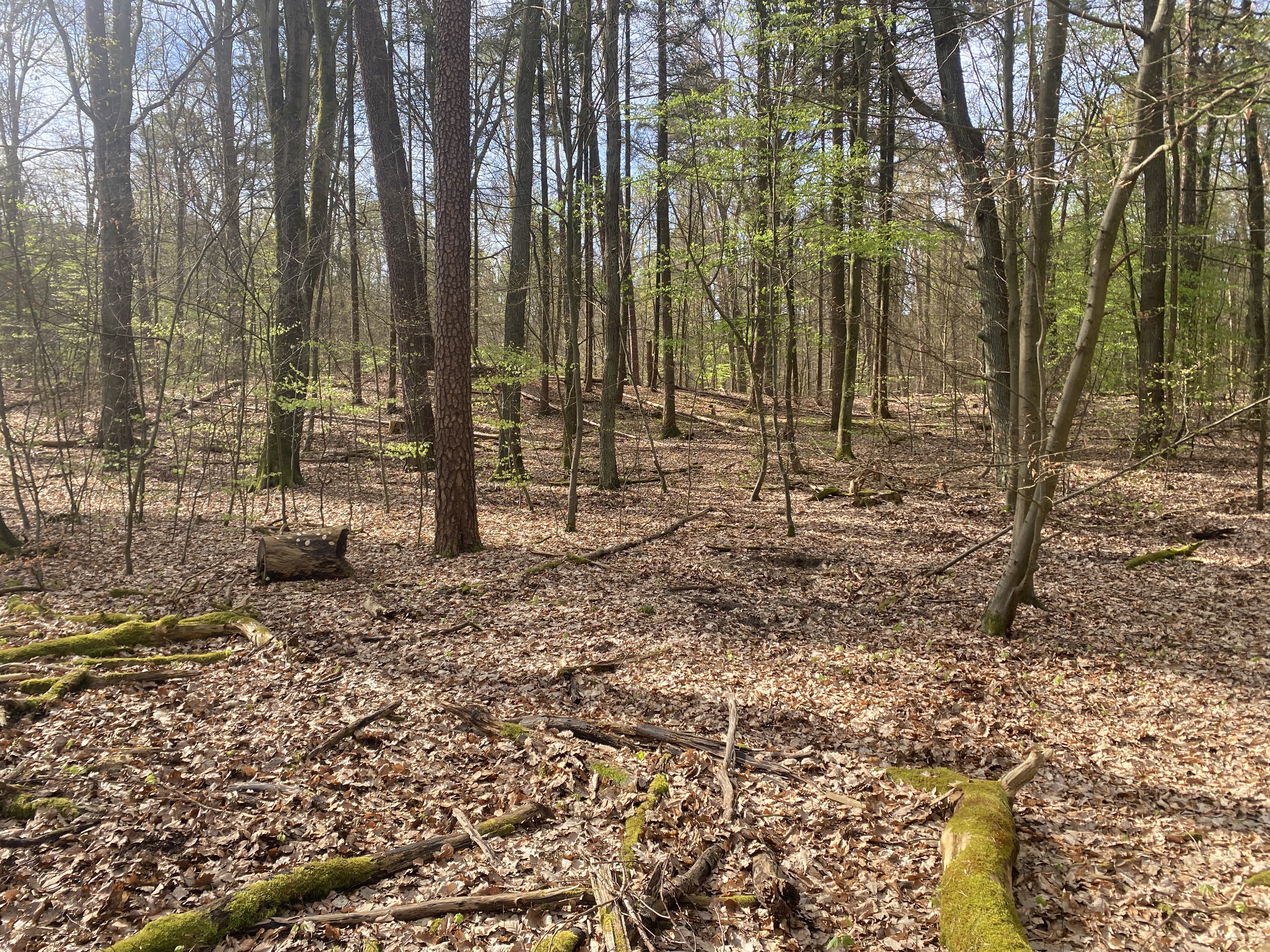 Lehrwald Hermsdorf Berliner Forsten