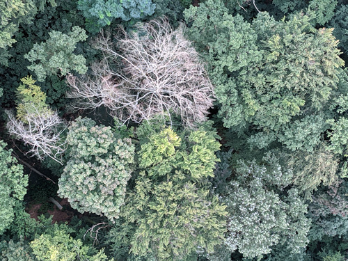Luftaufnahme eines Waldes mit abgestorbenen Baum