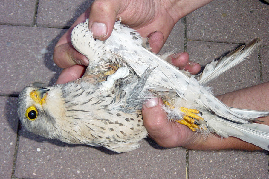 Ein verletzter Greifvogel wird untersucht in der Greifvogelstation, © LFB