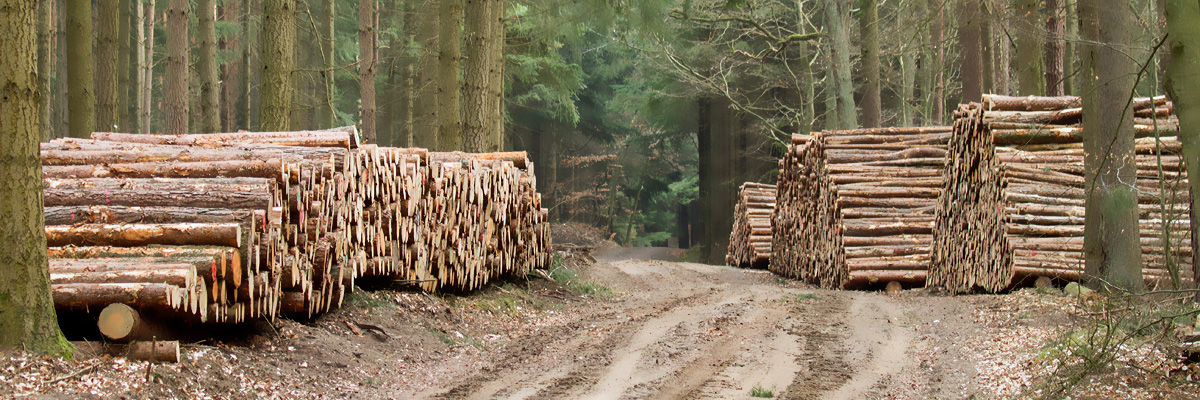 Abfuhrbereites Holz liegt am Waldweg © LFB