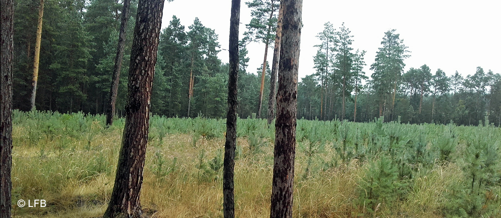 Kiefernanpflanzung auf Freifläche umgeben von Kiefernaltbestand