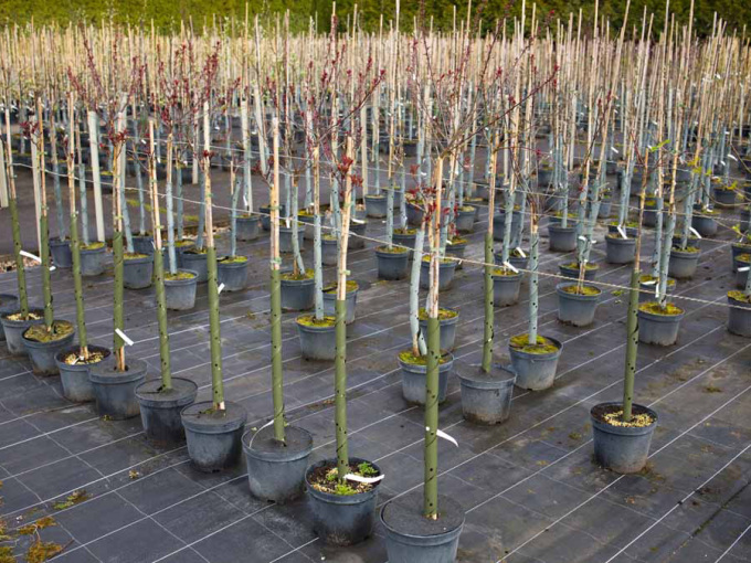 Verkaufsfertige Gehölze