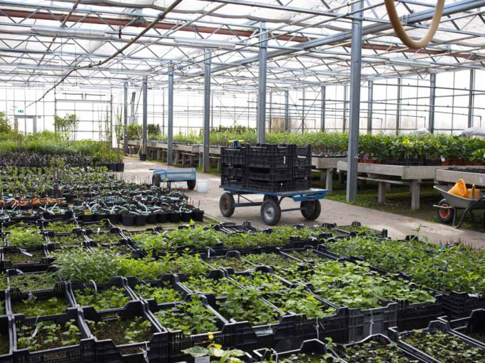 Vielfalt im Gewächshaus