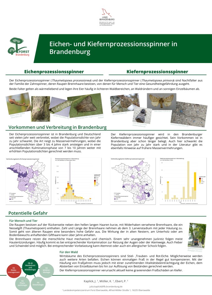 Eichen- und Kiefernprozessionsspinner in Brandenburg