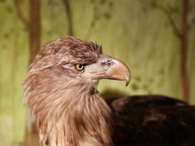 Präparat eines Seeadlers