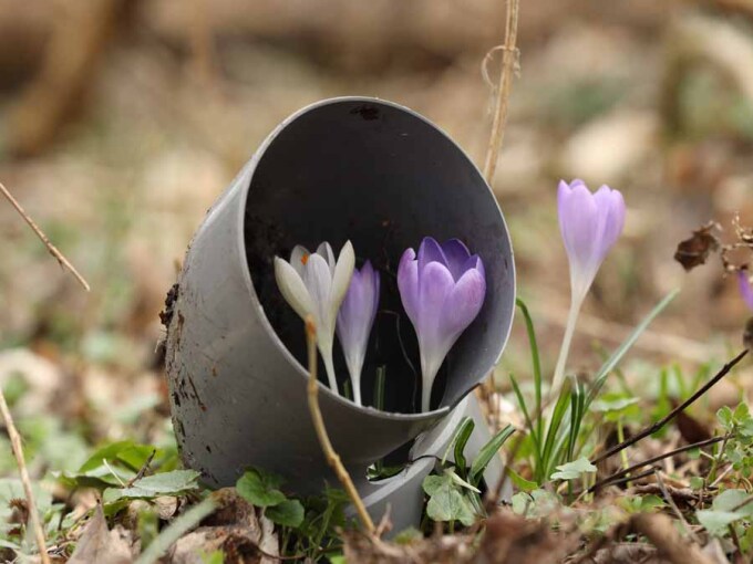 Krokusse wachsen durch ein Kunststoffrohr