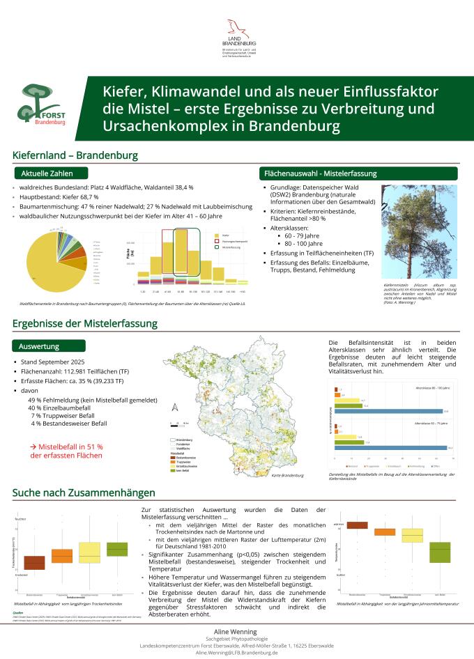 Kiefer Klimawandel und als neuer Einflussfaktor die Mistel erste Ergebnisse zur Verbreitung und Ursachenkomplex in Brandenburg