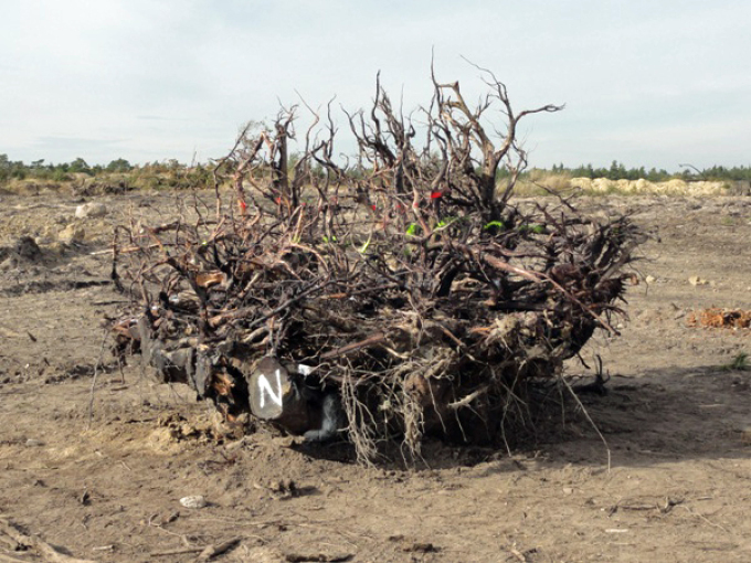 die Wurzel ist freigelegt