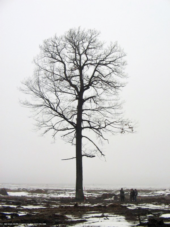 freigestellter Baum