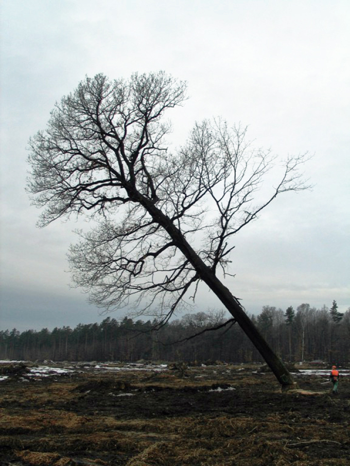 Baum fällt