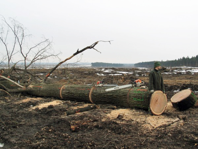 der Stamm ist zerteilt