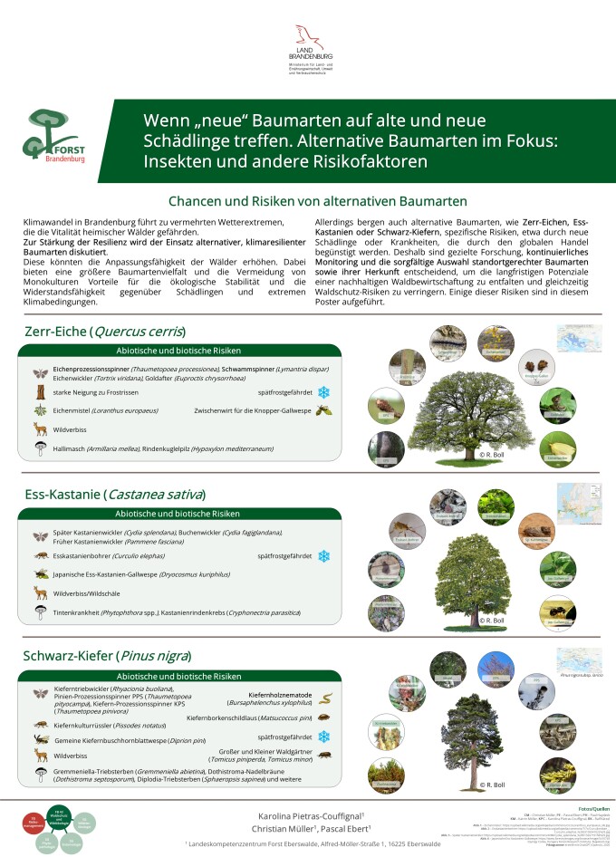 Wenn neue Baumarten auf alte neue Schaedlinge treffen Alternative Baumarten im Fokus Insekten und andere Risikofaktoren