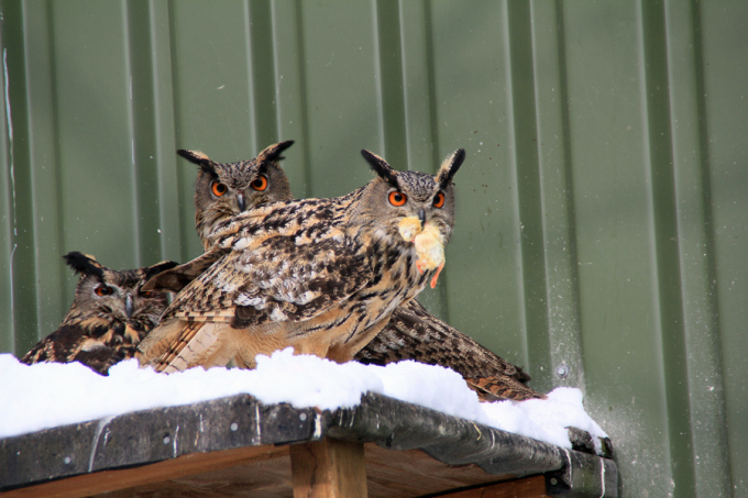 Drei Eulen als Patienten in der Greifvogelstation, © LFB 