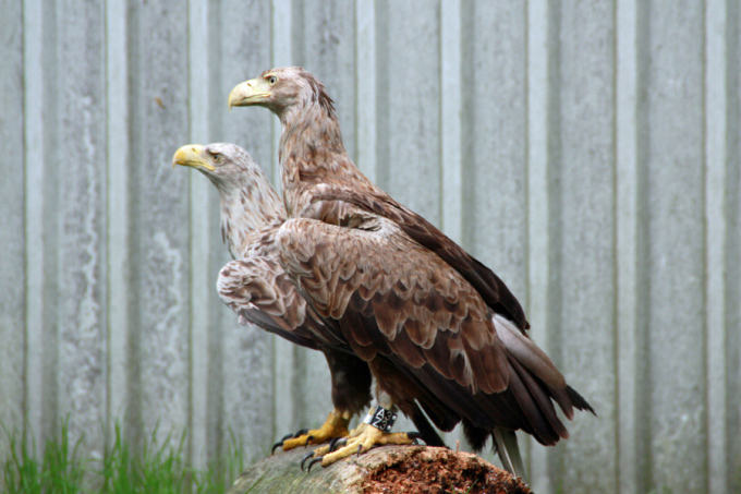 Zwei Seeadler als Patienten in der Greifvogelstation, © LFB