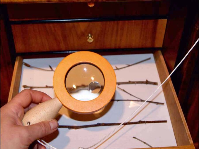 Hand hält eine Lupe zur Ansicht von Zweigen