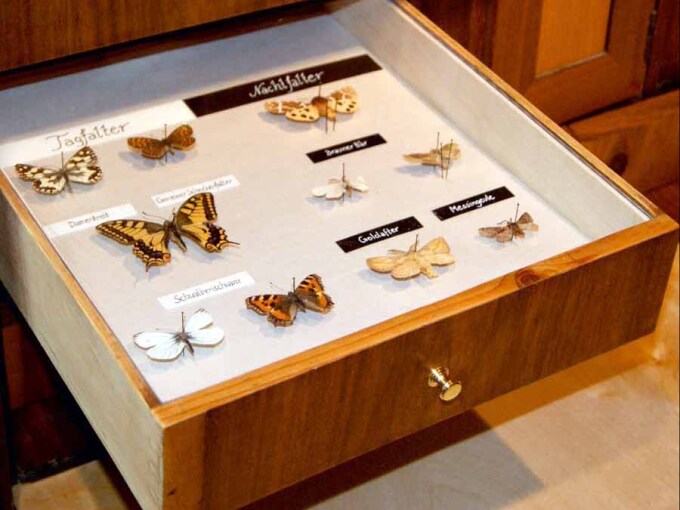 präparierte Schmetterlinge in einem Schubfach