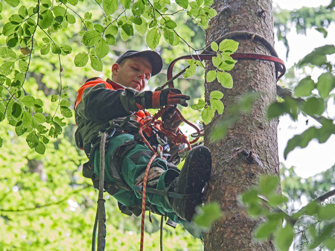 Auszubildender sichert sich am Baum als Vorbereitung zum Zapfenpflücken