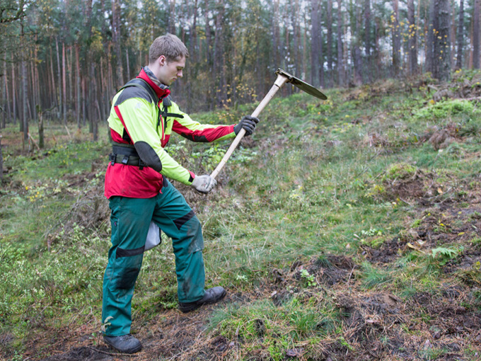 Auszubildender bereitet Pflanzloch mit Wiedehopfhaue vor