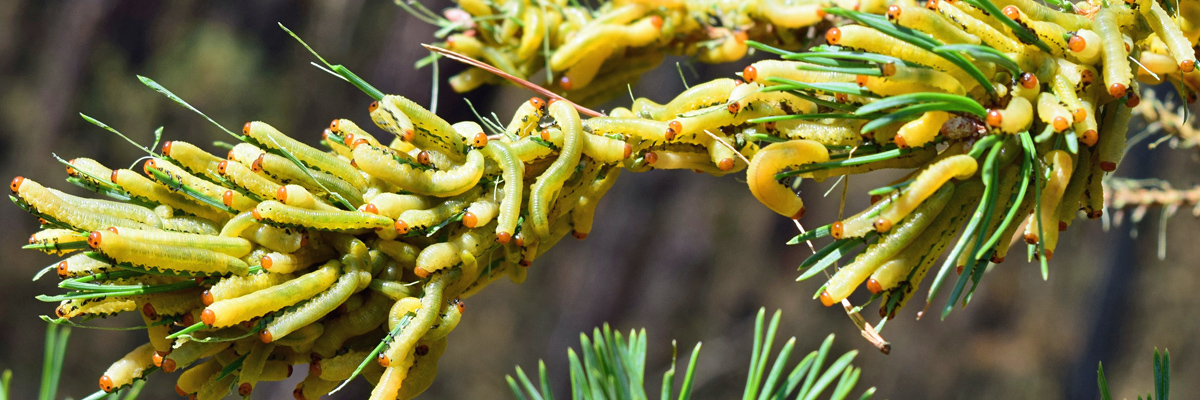 Zahlreiche Raupen der Kiefern Buschhorn Blattwespe fressen an Kiefernadeln