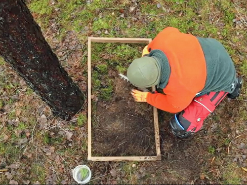 Waldarbeiter sucht an einem Kiefernstamm nach Insektenpuppen